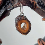 Sarcolaria