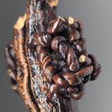 Padocystis